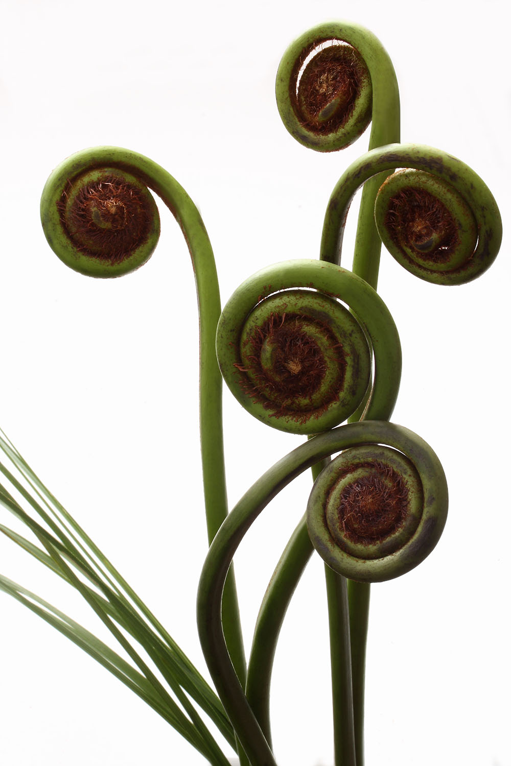 cây dương xỉ hoàng gia